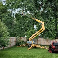 Best Stump Grinding and Removal  in New Holstein, WI